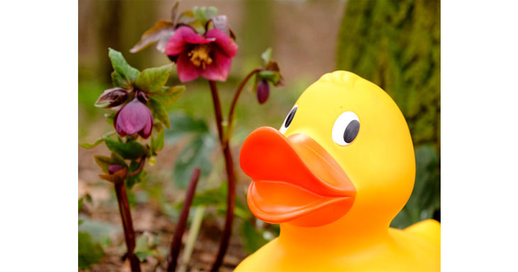 Find the ducks and win special prizes at Slimbridge Wetland Centre this April.